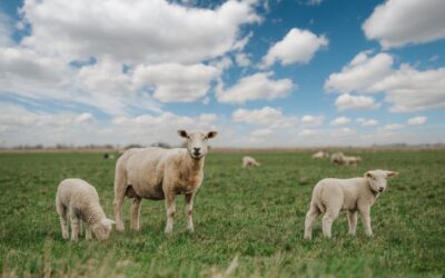 Alertas Contra los Que Destruyen