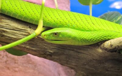 Astutos como serpientes