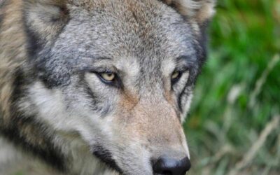 Como ovejas entre lobos