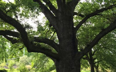 Un Roble de tres siglos